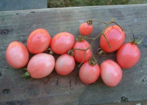 Tomates Rosados