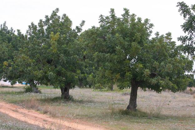 Xylella