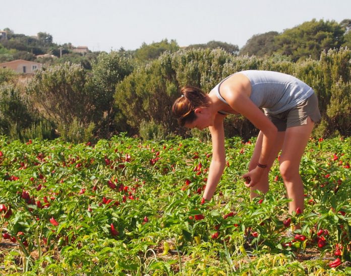 agricultura ecologica