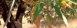 XYLELLA