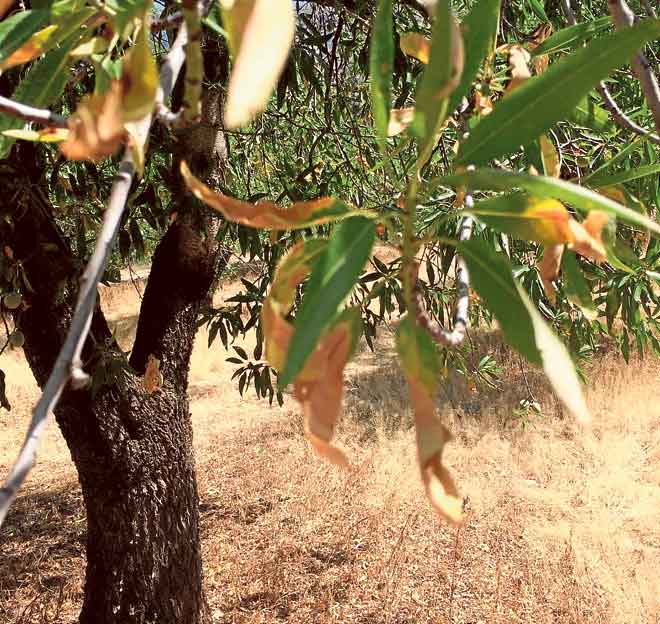 XYLELLA