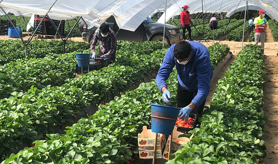 Ayudas al agricultor por el coronavirus