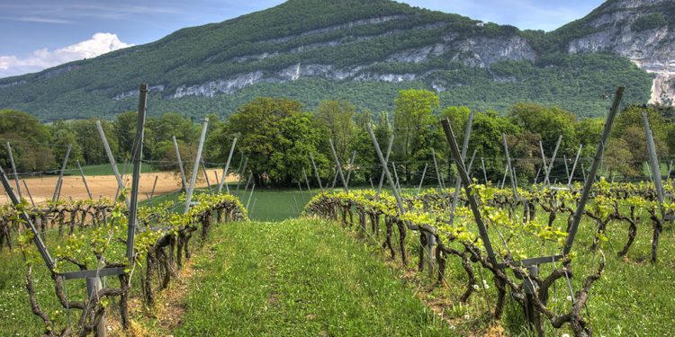 Iniciativas para la Agricultura Ecológica