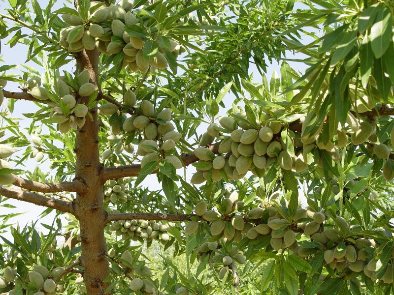 Programas de mejora del almendro