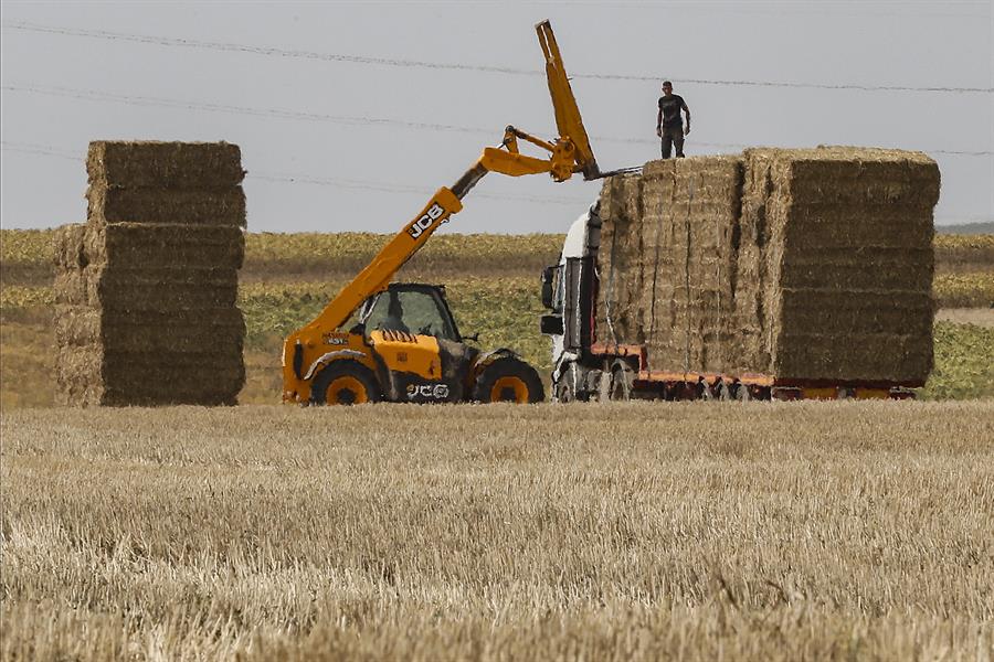 GOLPES DE CALOR EN EL CAMPO